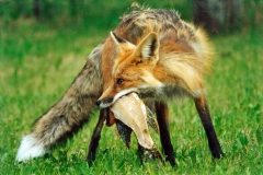 Red-fox-with-fish