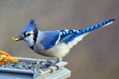 Blue-Jay-eating