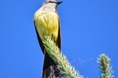 Western-Kingbird-on-tree